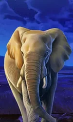 African Elephant
